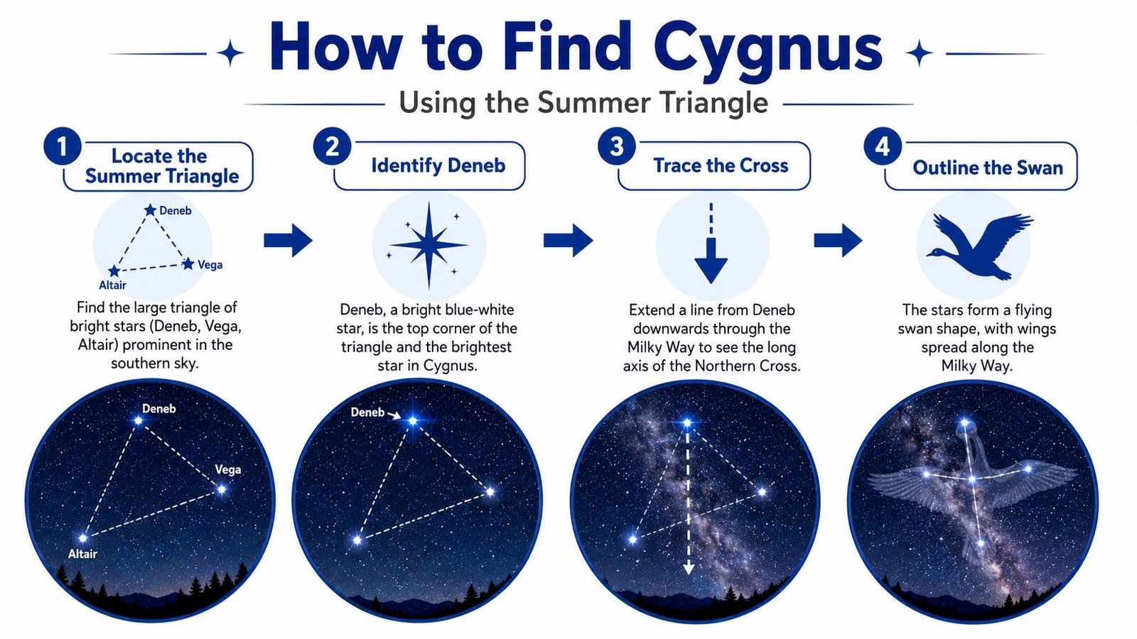 An infographic illustrating four simple steps to locate the Cygnus constellation using the Summer Triangle stars.